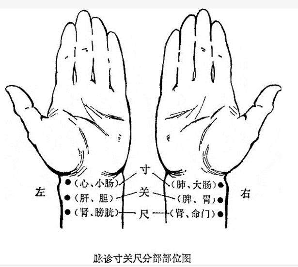 左右手寸关尺分部图