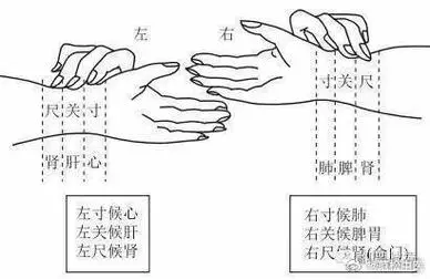 寸关尺三部定位图